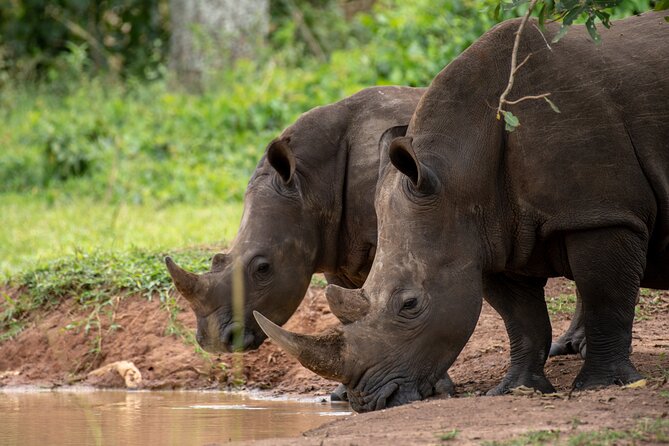 Day Tour Of Ziwa Rhino Sanctuary and Wildlife Ranch - ZIWA RHINO TREKKING - The drive from Kampala and the timing of the day