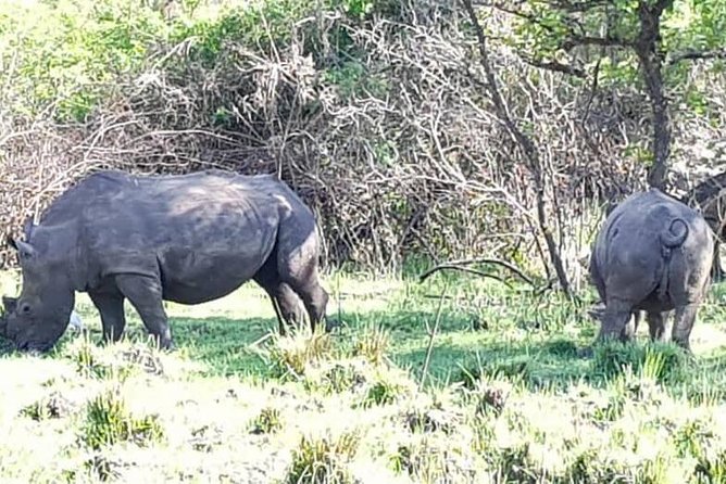 Day Tour Of Ziwa Rhino Sanctuary and Wildlife Ranch - ZIWA RHINO TREKKING - Other wildlife to watch for between the rhino sightings