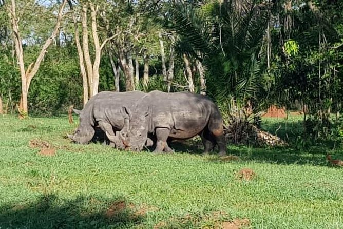 Day Tour Of Ziwa Rhino Sanctuary and Wildlife Ranch - ZIWA RHINO TREKKING - What the four-hour sanctuary visit feels like