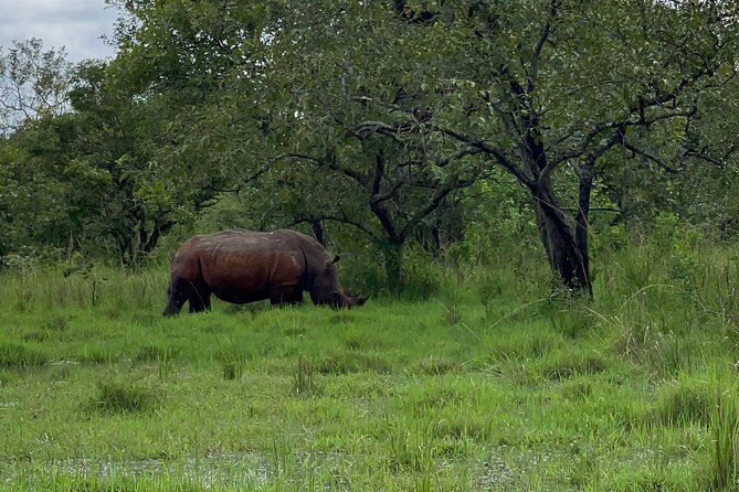 Day Tour Of Ziwa Rhino Sanctuary and Wildlife Ranch - ZIWA RHINO TREKKING - Who will get the most from this private trek