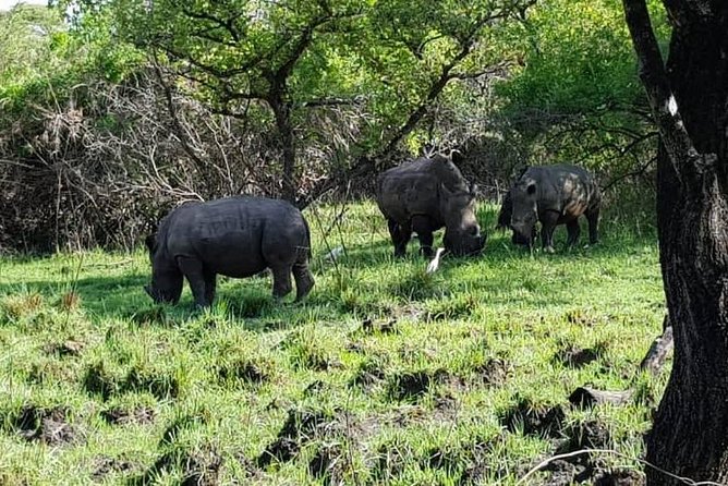 Day Tour Of Ziwa Rhino Sanctuary and Wildlife Ranch - ZIWA RHINO TREKKING - Booking details that matter