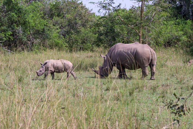 Day Tour Of Ziwa Rhino Sanctuary and Wildlife Ranch - ZIWA RHINO TREKKING - Entering the sanctuary with trained rangers