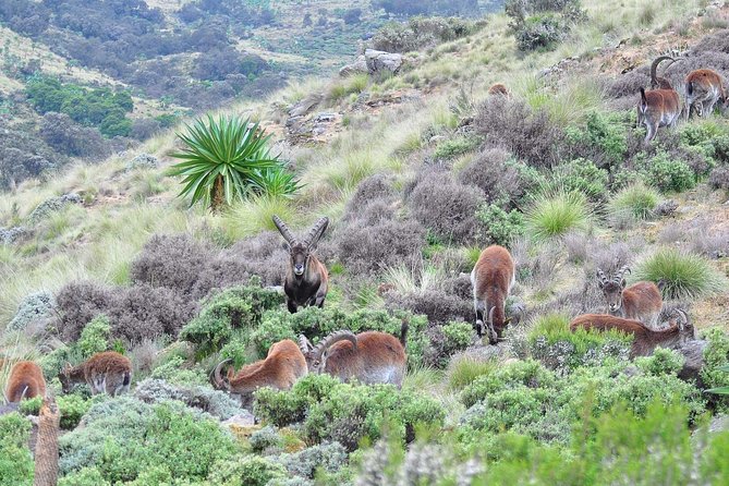 Day trek to Simien Mountain - Gelada baboons and mountain wildlife