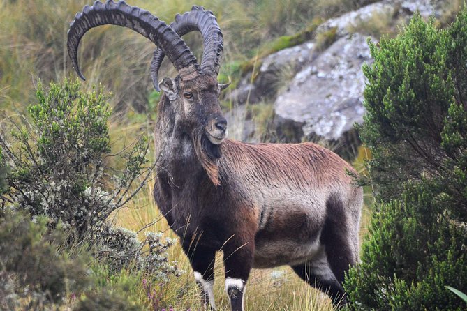 Day trek to Simien Mountain - What to bring for this particular day