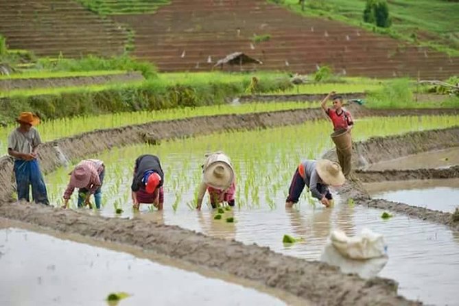Doi inthanon National Park + 2Hour Fantastic Trekking with Lunch - Value at $50.80