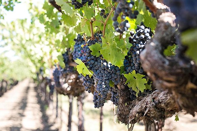 Etna trekking and wine tasting - Guides who keep the pace sensible