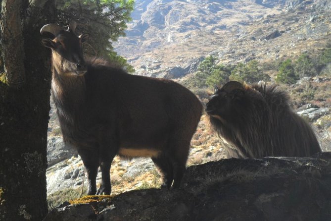 Everest Base Camp Trekking - 12 Days - Day 6: A second acclimatization hike