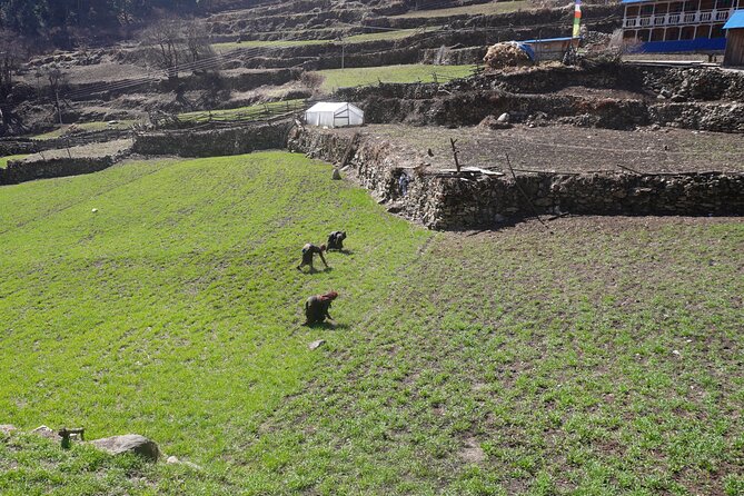 Experience the Thrill of a Lifetime:12-Days Manaslu Circuit trek - Day 10: Crossing Larkya La Pass