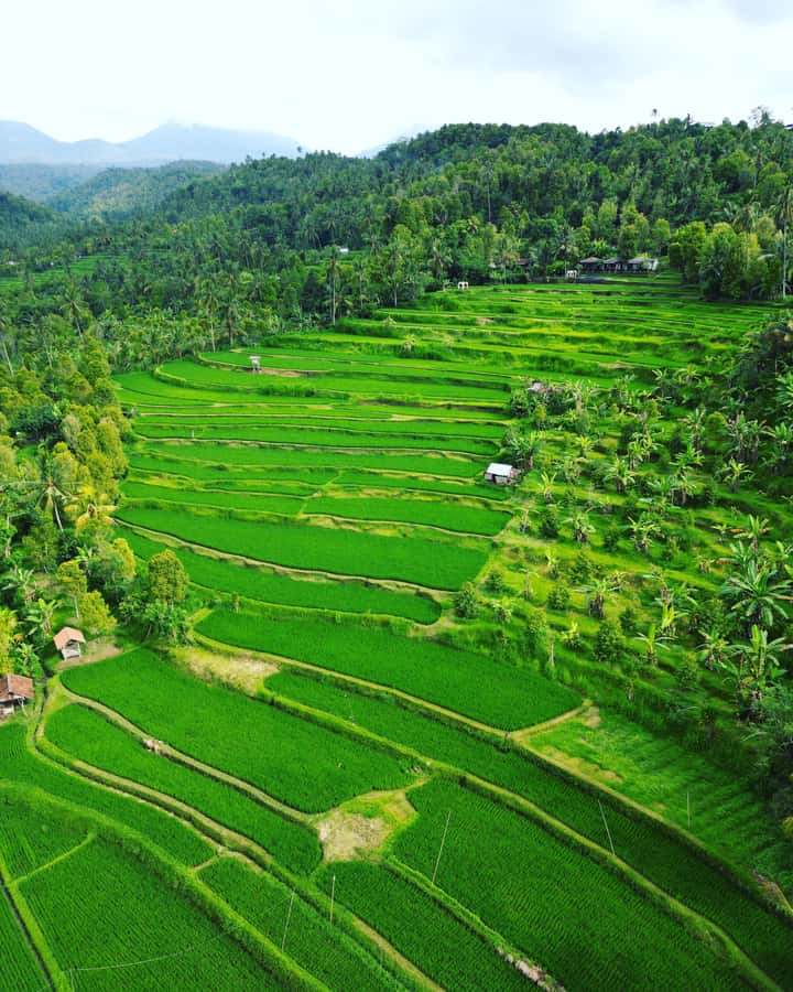 Explore rice terraces munduk & waterfall trekking experience - Key points to know before you go