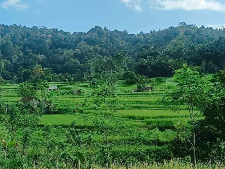 Explore rice terraces munduk & waterfall trekking experience - Why Munduk makes a good North Bali day out