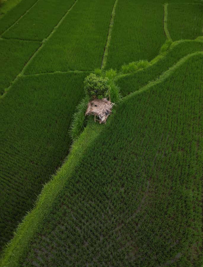 Explore rice terraces munduk & waterfall trekking experience - Buyan and Tamblingan lake views