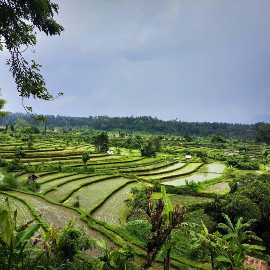 Explore rice terraces munduk & waterfall trekking experience - Lunch with a local touch