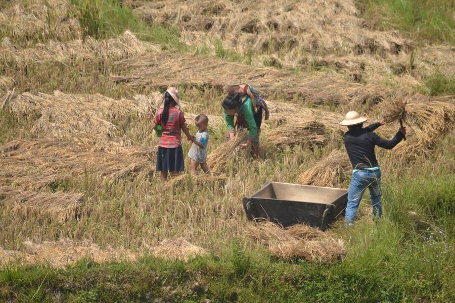 Explore Sa Pa with Overnight Train & Sleeper Bus & Trekking - Choosing the afternoon trek: Lao Chai to Ta Van or Cat Cat
