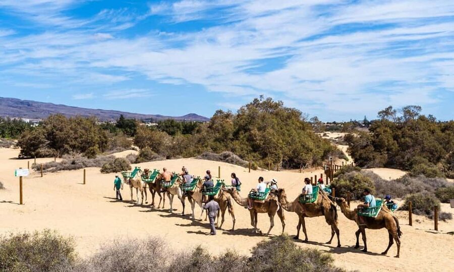 From Agadir: Camel Ride and Flamingo Trek - Meeting the camels and getting mounted