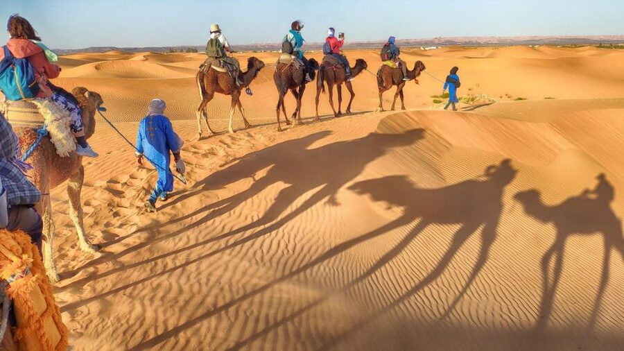 From Agadir: Camel Ride and Flamingo Trek - Flamingos at the river, with realistic expectations