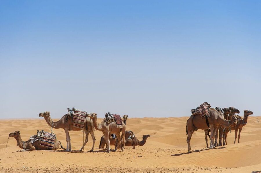 From Agadir: Camel Ride and Flamingo Trek - Photos, mint tea, and the return to town