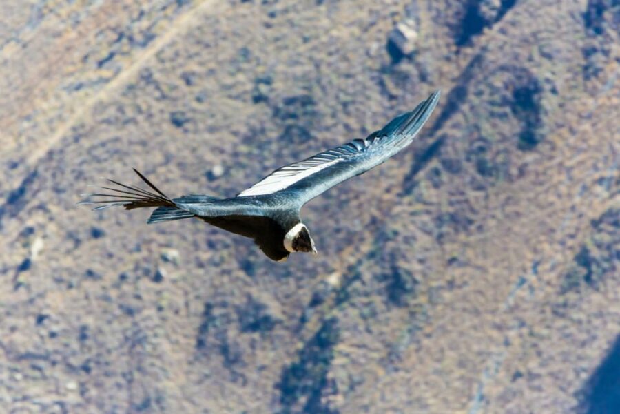 From Arequipa: 3-Day Colca Canyon Trek - What the walking is really like