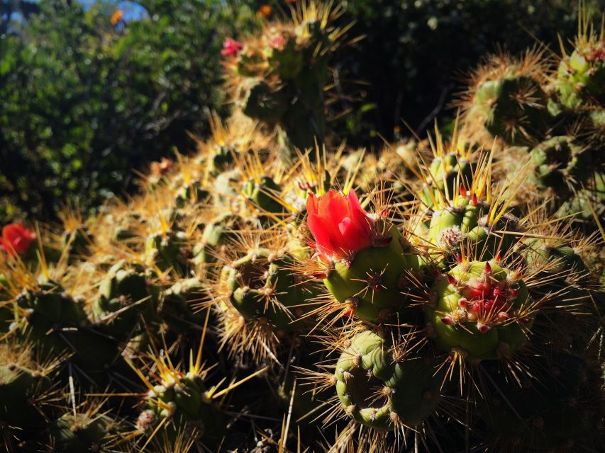 From Arequipa: 3-Day Colca Canyon Trek - Day one: from Cabanaconde down to Llahuar