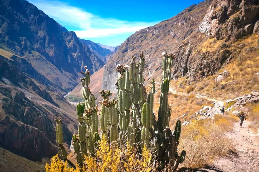 From Arequipa Trek : 2-Days of Hiking in the Colca Canyon - Key points to know before booking