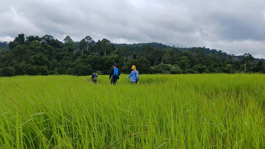 From Bangkok: Khao Yai National Park Jungle Trek with Lunch - Kilometer 30 viewpoint: a quick look at Khao Yai