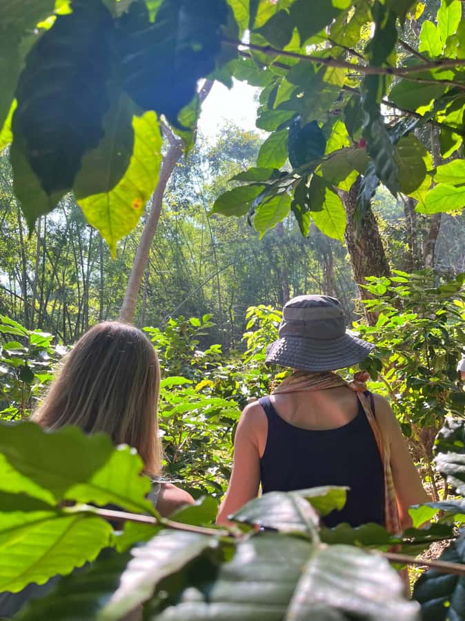 From Chiang Mai: High Mountain Day Trek - The return drive and Wat Ban Den