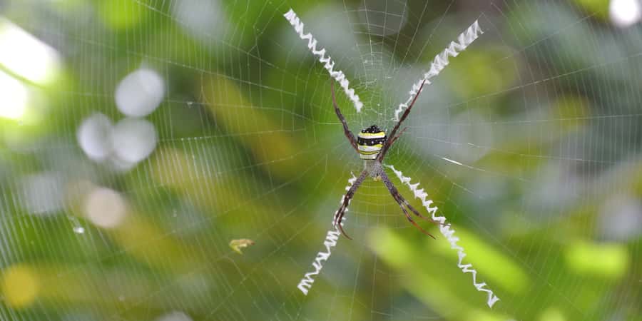 From Chiang Mai: High Mountain Day Trek - How demanding is the hike?