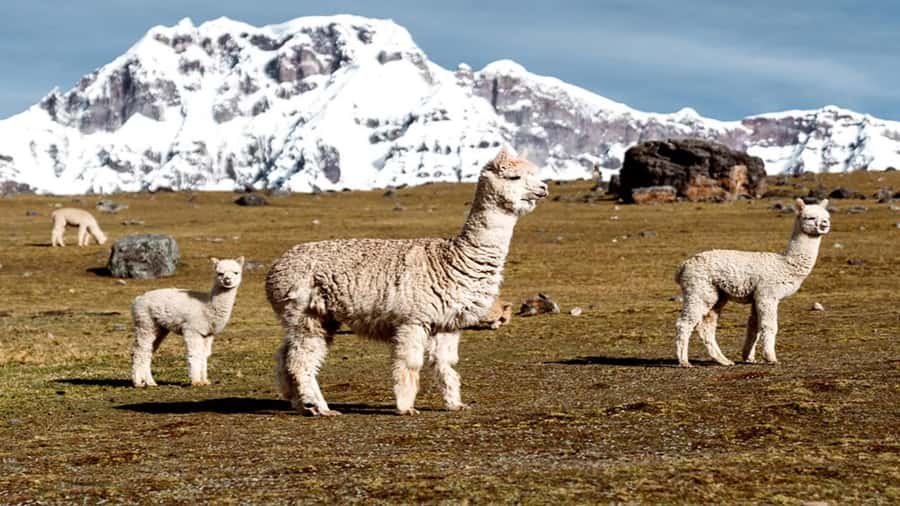 From Cusco: 7 Lagoons of Ausangate Trek with Hot Springs - Why the Ausangate lagoons are worth the long day