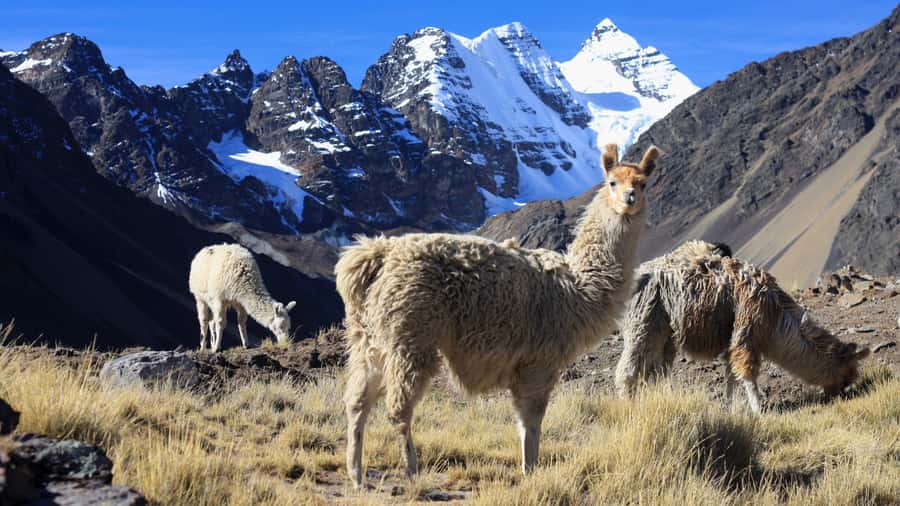 From Cusco: Rainbow Mountain Trek - Who will enjoy this day most
