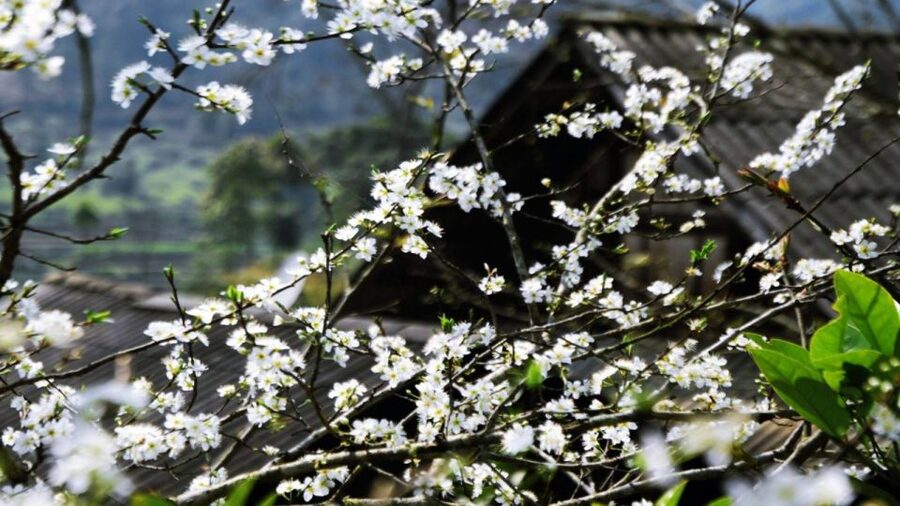 From Hanoi: Sapa 3-Day Medium Trek and Limousine Trip - Is $165 good value?