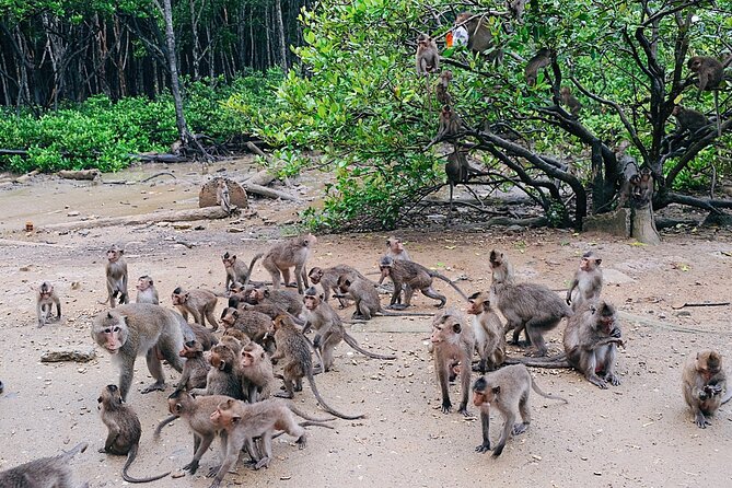From Ho Chi Minh: Can Gio Trek – Monkey Island & Crocodile Farm - What $28.50 really gets you