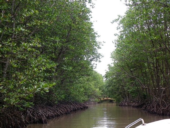 From Ho Chi Minh: Can Gio Trek – Monkey Island & Crocodile Farm - Walking under the mangrove canopy