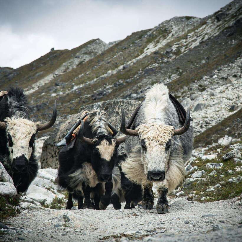 From Kathmandu: Guided Everest Base Camp Trek - Day 7: Lobuche at 4,900 meters
