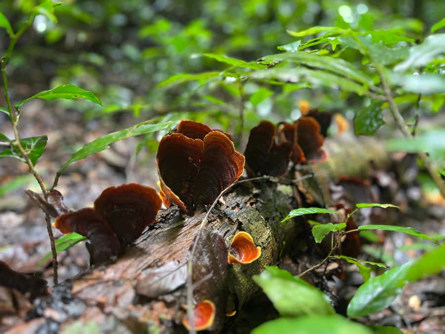 From Khao Sok: Half-Day Rainforest Trek with Local Guides - The sustainable-living education center