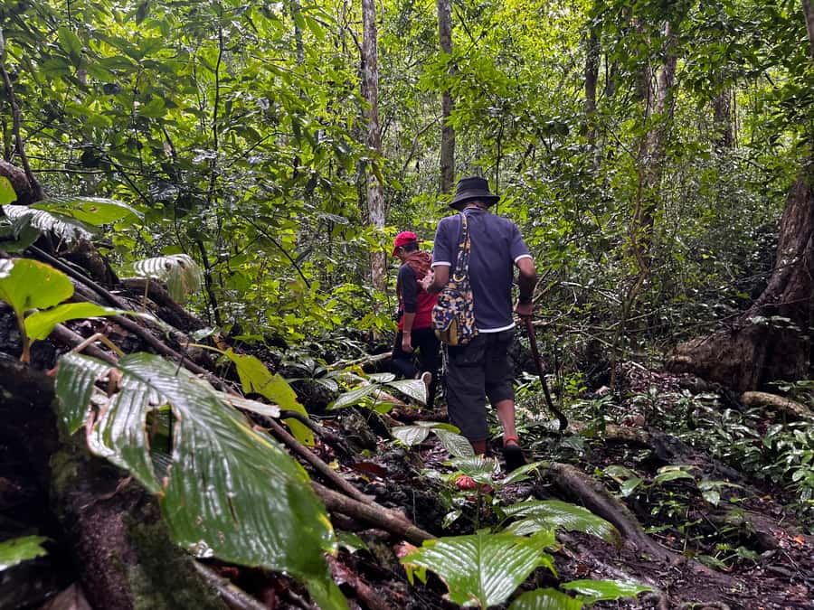 From Khao Sok: Half-Day Rainforest Trek with Local Guides - Caves, rain, and changing route conditions