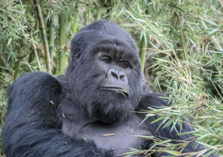 From Kigali: 1-Day Gorilla Trekking in Uganda - Key points before you book