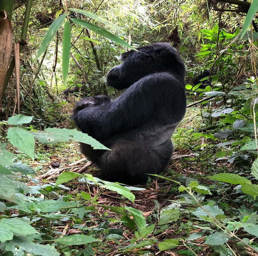 From Kigali: 1-Day Gorilla Trekking in Uganda - What the $450 price really covers