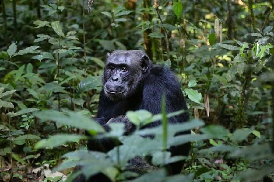 From Kigali: 1-Day Gorilla Trekking in Uganda - Breakfast, customs, and the Ugandan park headquarters