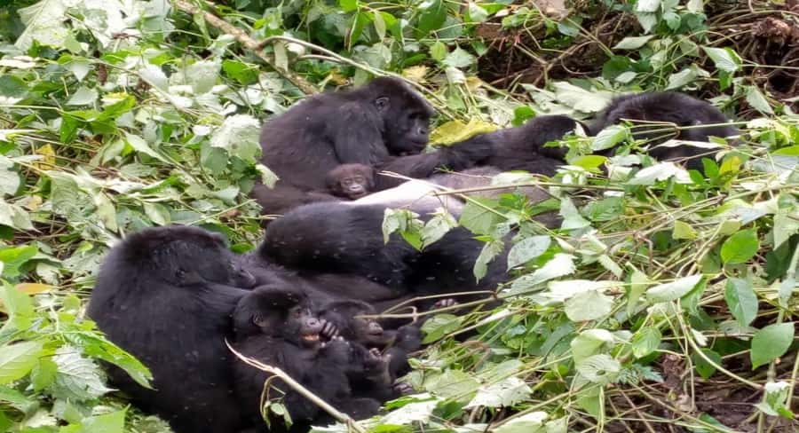 From Kigali: 1-Day Gorilla Trekking in Uganda - Leaving Kigali at 3:00 AM