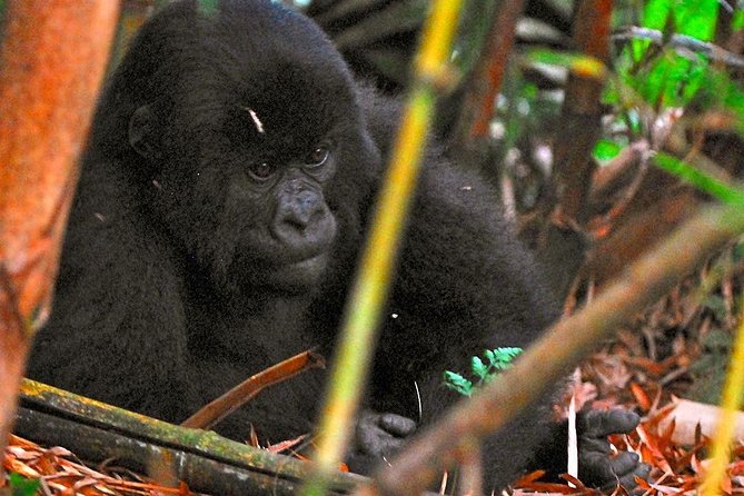 From Kigali: 10 Hour Day-trip Rwanda Gorilla Trekking with Lunch - The one-hour gorilla encounter