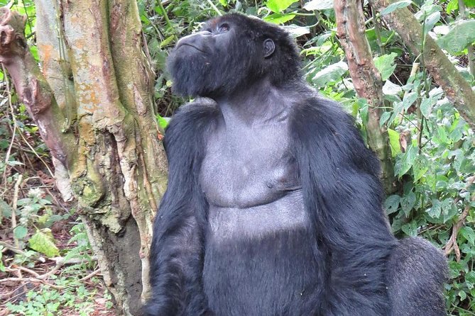 From Kigali: 10 Hour Day-trip Rwanda Gorilla Trekking with Lunch - Lunch and the long return to Kigali