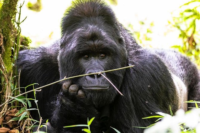 From Kigali: 10 Hour Day-trip Rwanda Gorilla Trekking with Lunch - Who will get the most from this day
