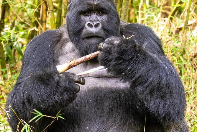 From Kigali: 10 Hour Day-trip Rwanda Gorilla Trekking with Lunch - Booking details worth checking first