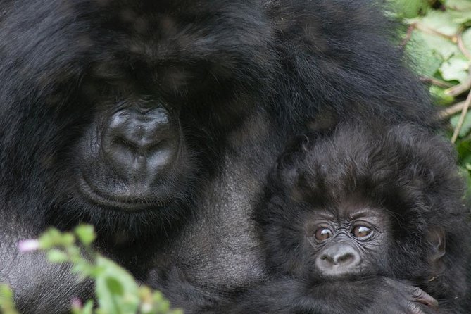 From Kigali: 10 Hour Day-trip Rwanda Gorilla Trekking with Lunch - Entering Volcanoes National Park