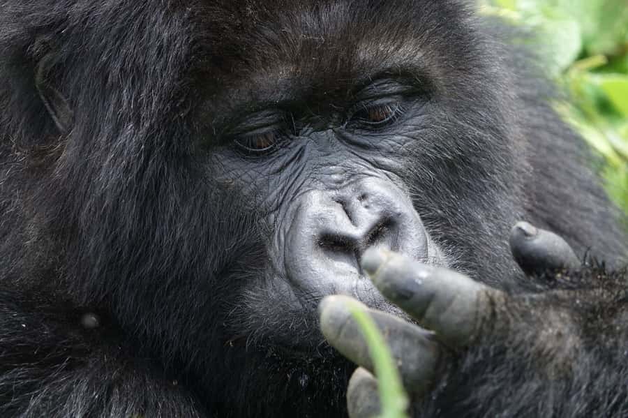 From Kigali: 2-Day Gorilla Trek: Bwindi Nat Park - What the gorilla trek is really like
