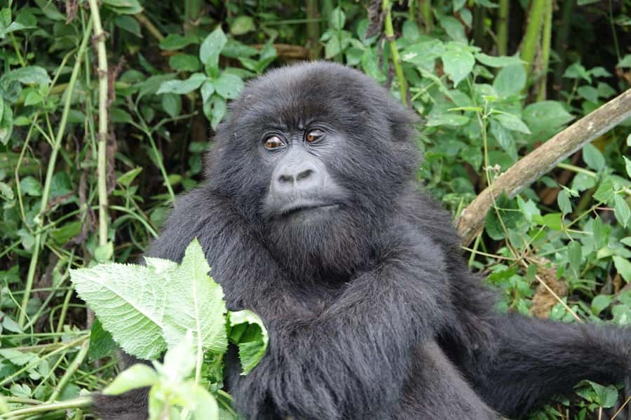 From Kigali: 2-Day Gorilla Trek: Bwindi Nat Park - One hour with a gorilla family