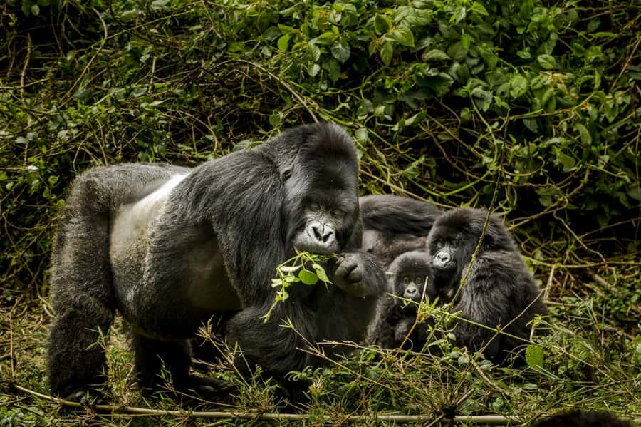 From Kigali: 2-Day Gorilla Trek: Bwindi Nat Park - The long trip back to Kigali