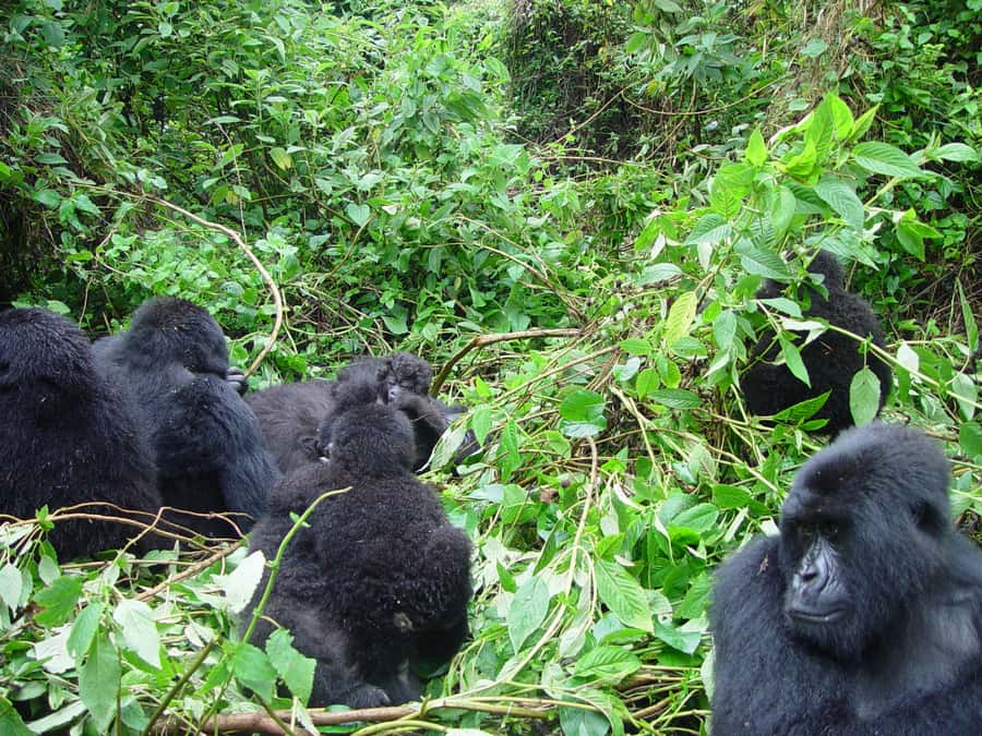 From Kigali: 2-Day Gorilla Trek: Bwindi Nat Park - What the $560 price really buys