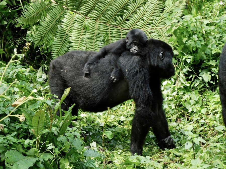 From Kigali: 2-Day Gorilla Trek in Bwindi - Kigali to Bwindi by road