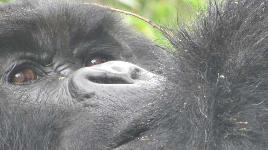 From Kigali: 2-Day Gorilla Trek in Bwindi - The briefing before the forest