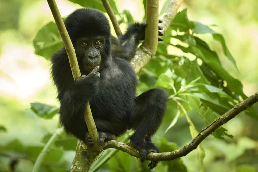 From Kigali: 2-Day Gorilla Trek in Bwindi - One hour with a habituated gorilla family
